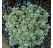 Rožec alpský(Cerastium alpinum ssp. lanatum)
