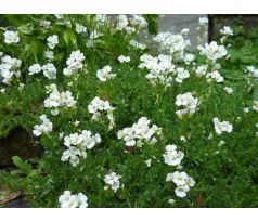 Chudina (Draba sundermanii)
