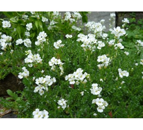 Chudina (Draba sundermanii)