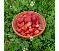 Měsíční jahoda "Rujana" (Fragaria)