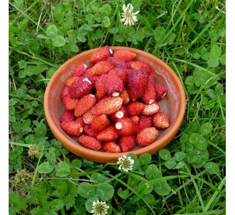 Měsíční jahoda "Rujana" (Fragaria)
