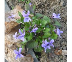 Půdopokryvná fialka (Viola labradorica)