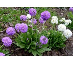 Kulovitý Petrklíč (Primula denticulata)