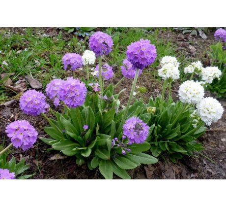 Kulovitý Petrklíč (Primula denticulata)