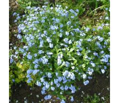 Pomněnka (Myosotis alpestris)