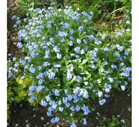 Pomněnka (Myosotis alpestris)