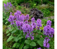 Čistec velkokvětý (Stachys grandiflora)