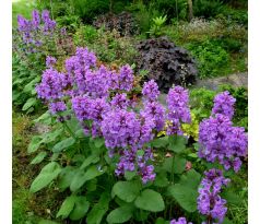 Čistec velkokvětý (Stachys grandiflora)