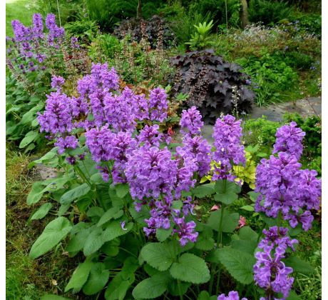 Čistec velkokvětý (Stachys grandiflora)