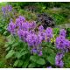 Čistec velkokvětý (Stachys grandiflora)