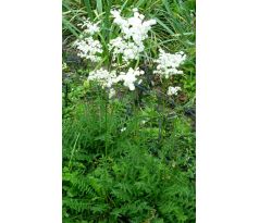 Tužebník obecný (Filipendula vulgaris)