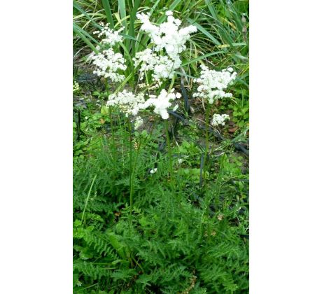 Tužebník obecný (Filipendula vulgaris)