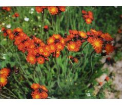 Jestřábník oranžový (Hieracium auranticum)