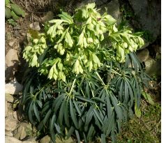 Čemeřice (Helleborus foetidus)