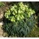 Čemeřice (Helleborus foetidus)