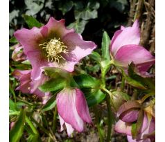 Čemeřice (Helleborus orientalis)