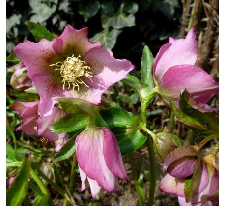 Čemeřice (Helleborus orientalis)