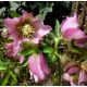 Čemeřice (Helleborus orientalis)