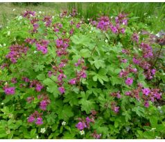 Kakost oddenkatý (Geranium maccorhizum)