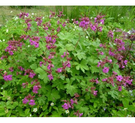 Kakost oddenkatý (Geranium maccorhizum)