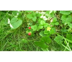 Jahodka indická (Fragaria indica)