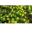 Talovín (Eranthis hyemalis)