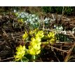 Talovín (Eranthis hyemalis)