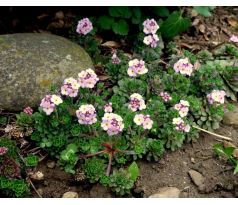 Pochybek (Androsace sempervioides)