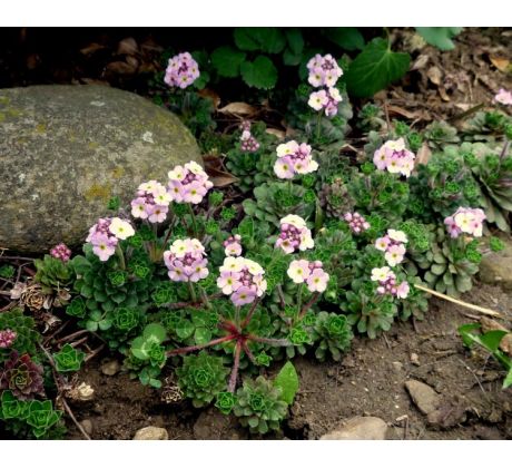 Pochybek (Androsace sempervioides)