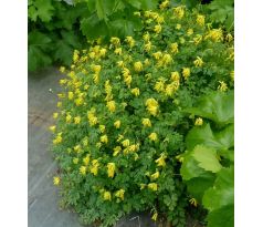 Dymnivka žlutá (Corydalis lutea)