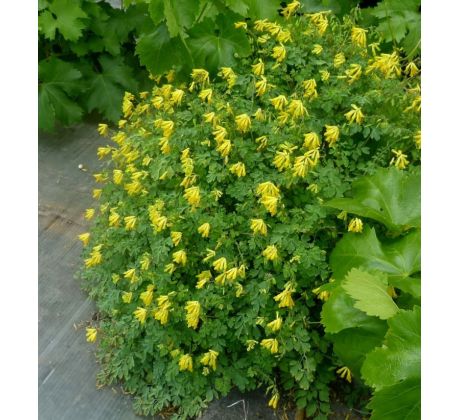 Dymnivka žlutá (Corydalis lutea)