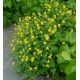 Dymnivka žlutá (Corydalis lutea)