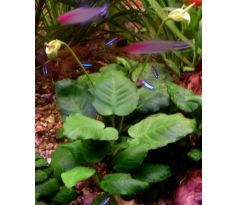 Anubias barterii