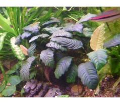 Anubias barterii " Coffeefolia "
