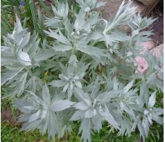 Artemisia ludoviciana