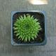 Hornoklasec " Bajkal " (Orostachys spinosa)