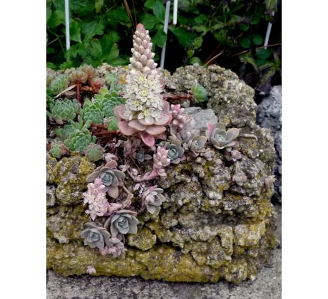 Hornoklasec (Orostachys boehmeri)