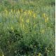 Řepík lékařský (Agrimonia eupatoria)
