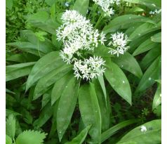 Allium ursinum