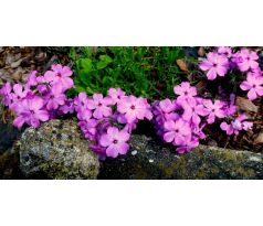 Nízký floxík 21(Phlox amonea)