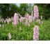 Rdesno hadí kořen (Bistorta officinalis)