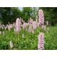 Rdesno hadí kořen (Bistorta officinalis)
