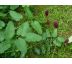 Krvavec toten(Sanquisorba officinalis)