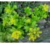 Sedum 22