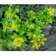 Sedum 22