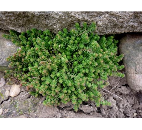 Sedum 12 (Sedum saxangulare)