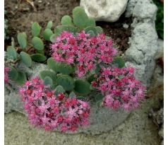 sedum 28