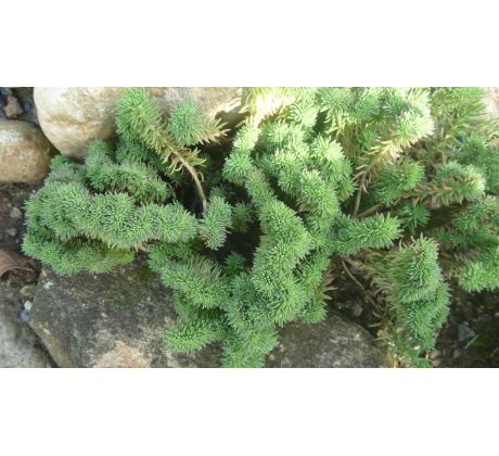 Sedum 34