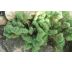 Sedum 34