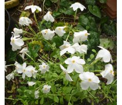 Nízký floxík 8(Phlox stolonifera bílý)